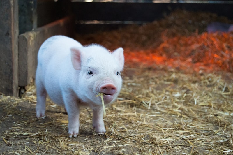 Kinderen die dieren voeren op een boerderij — kinderactiviteiten op de boerderij via VersVinder